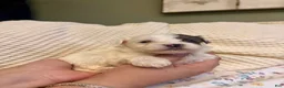 Mixed Breed dogs for sale: Promise - Ad 1