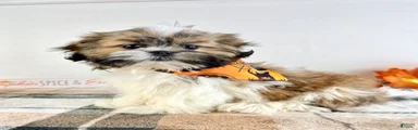 AKC Henry