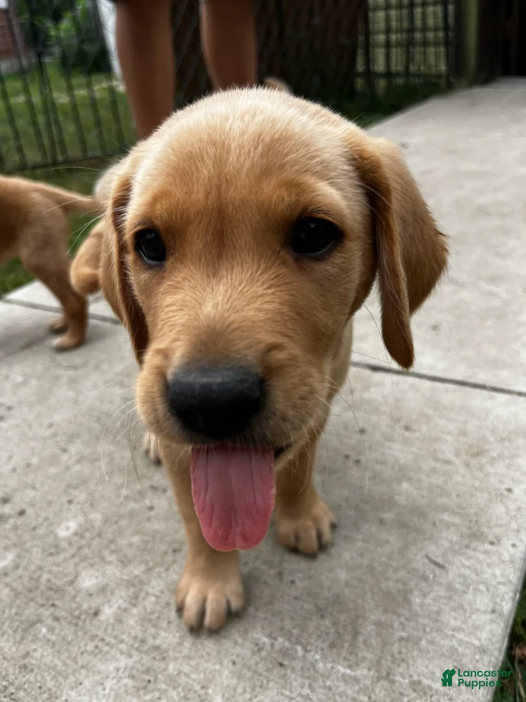 Goldador dogs for sale: Goldador Male 1 - Ad 1