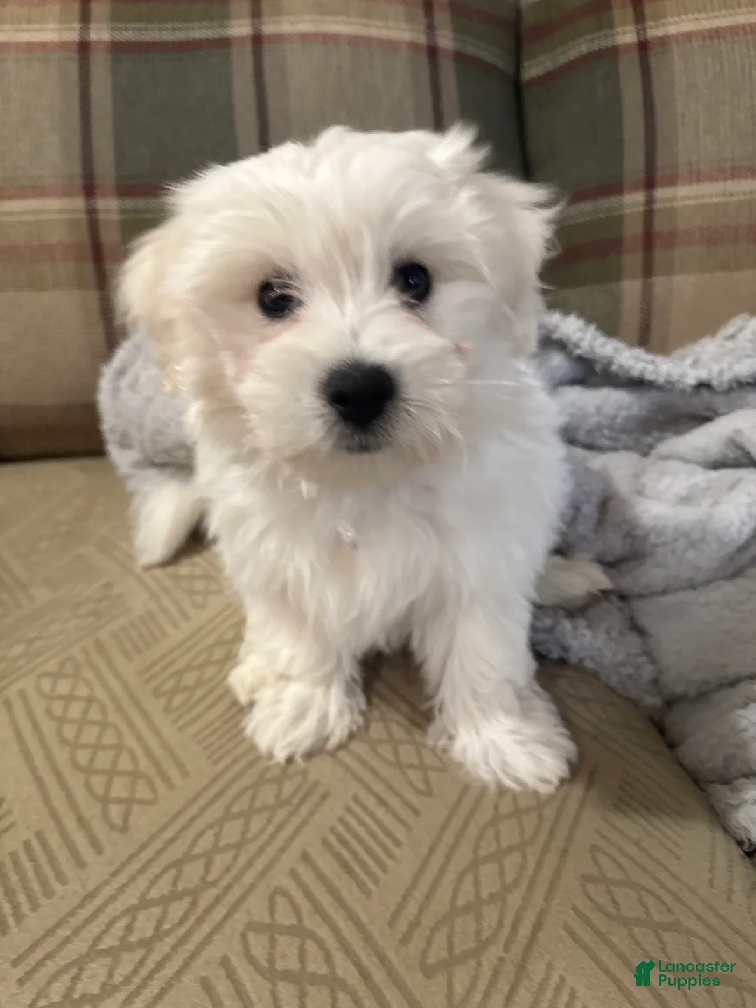 Coton De Tulear dogs for sale: Major Coton De Tulear 2 - Ad 2