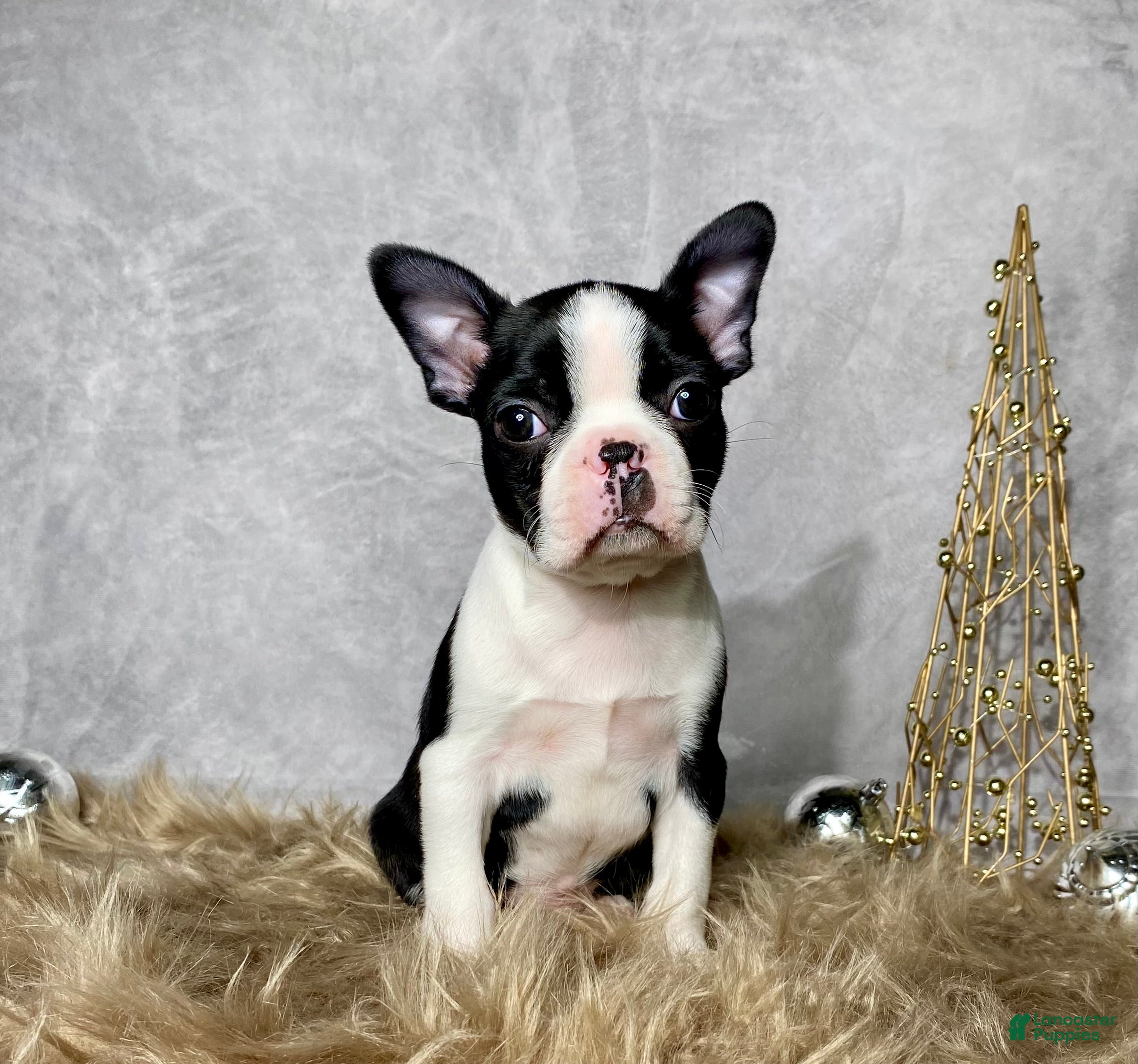 Boston Terrier dogs Jasper - Ad 21
