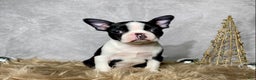 Boston Terrier dogs for sale: Jasper - Ad 1