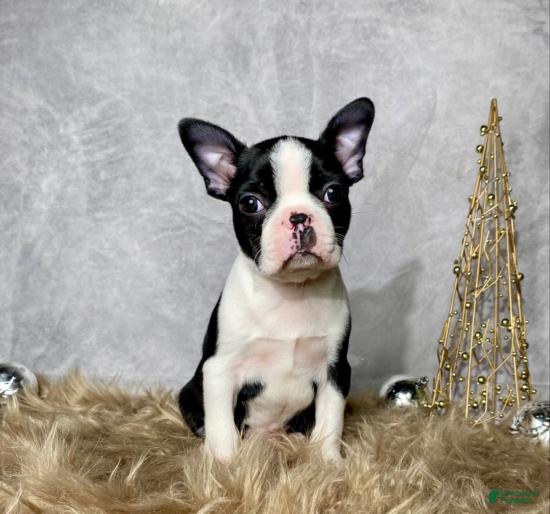Boston Terrier dogs for sale: Jasper - Ad 1