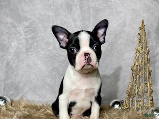 Boston Terrier dogs Jasper - Ad 8