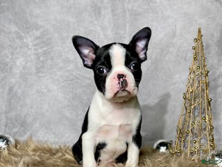 Boston Terrier dogs Jasper - Ad 37
