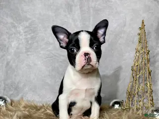 Boston Terrier dogs Jasper - Ad 17
