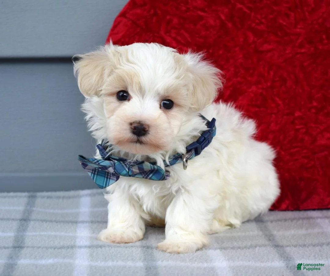 Maltipoo dogs for sale: Caleb  - Ad 5