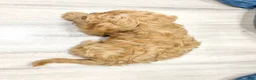 Cavapoo dogs for sale: Bryce - Ad 5