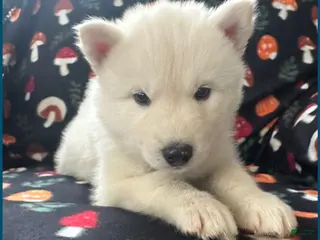 Siberian Husky dogs Boo - Ad 37