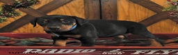 Doberman Pinscher dogs for sale: Monty - Ad 4