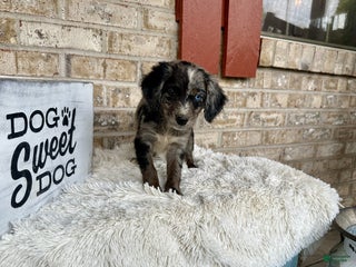 Miniature Labradoodle dogs - Ad 3