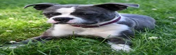 Frenchton dogs for sale: Bandit - Ad 6