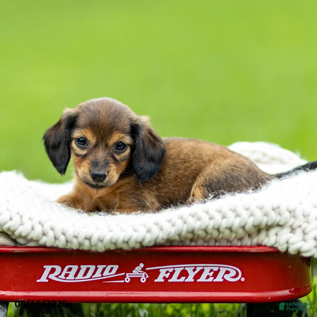 Miniature Dachshund dogs for sale: Bailey - Ad 2