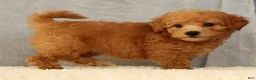 Bichpoo dogs for sale: Jasmine - Ad 9
