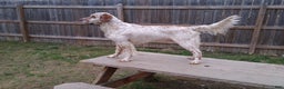 English Setter dogs for sale: Cranberry  - Ad 3
