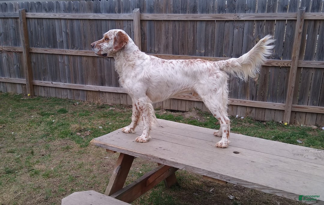 English Setter dogs for sale: Cranberry  - Ad 3