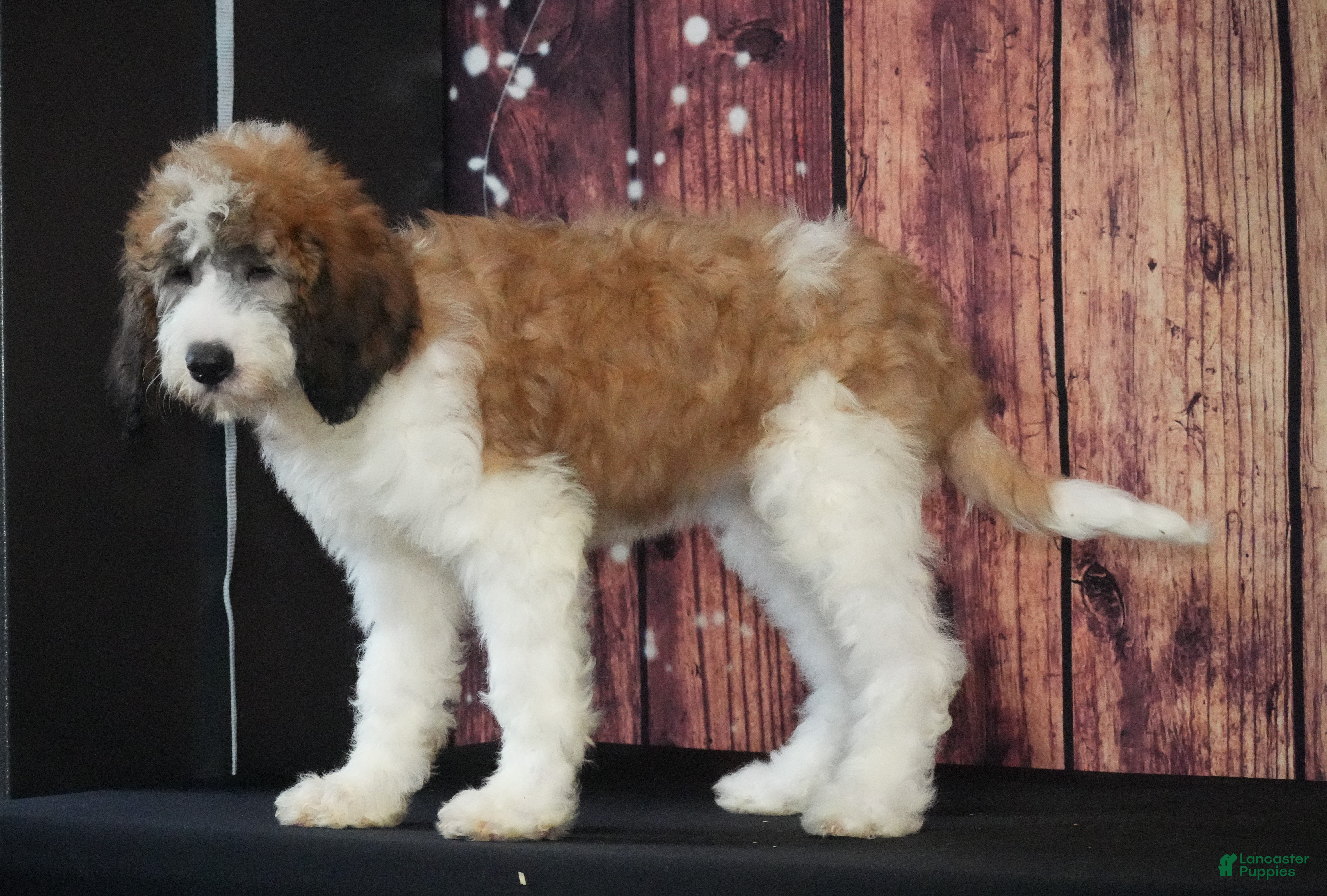 Saint Berdoodles dogs Saint Berdoodles Puppy 11 - Ad 8