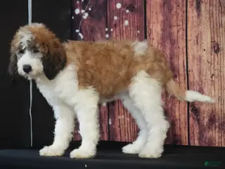 Saint Berdoodles dogs Saint Berdoodles Puppy 11 - Ad 16
