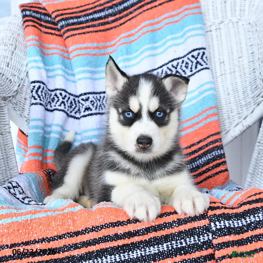 Siberian Husky dogs for sale: Shadow - Ad 1