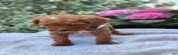 Toy Poodle dogs for sale: Parker - Ad 15