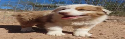Australian Shepherd dogs for sale: Red merle male with one blue eye - Ad 14