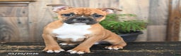 Frenchton dogs for sale: Hazel - Ad 1