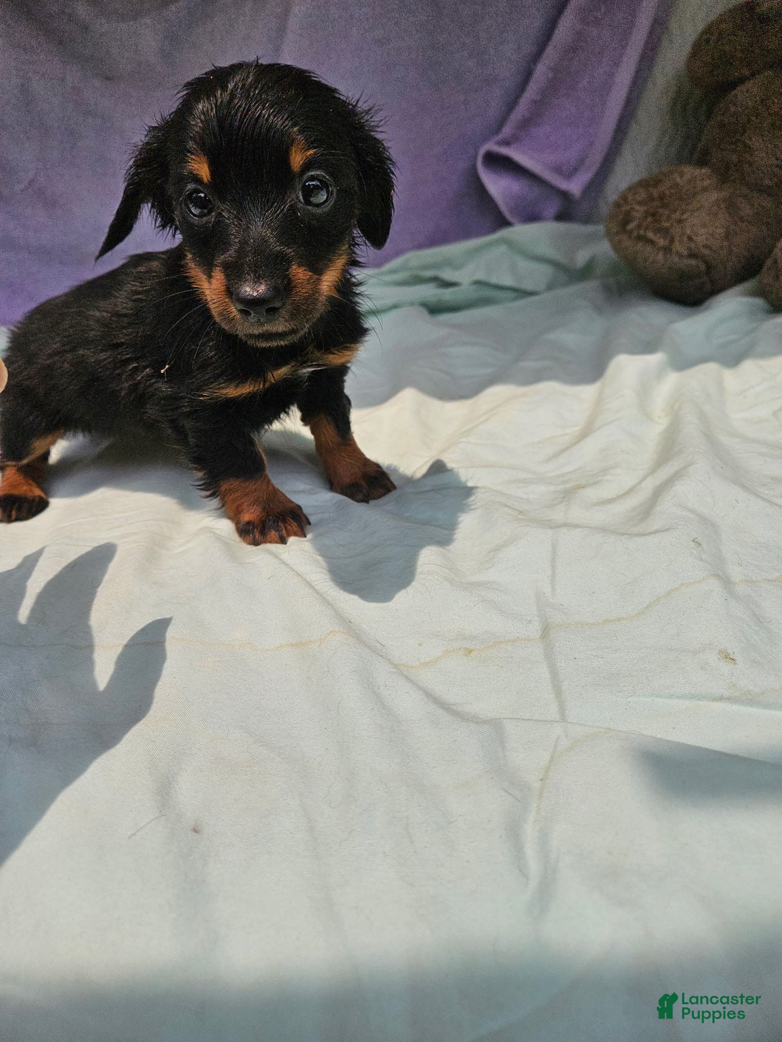 Dachshund dogs Shayla - Ad 39