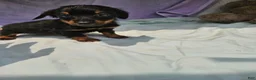Dachshund dogs for sale: Shayla - Ad 1