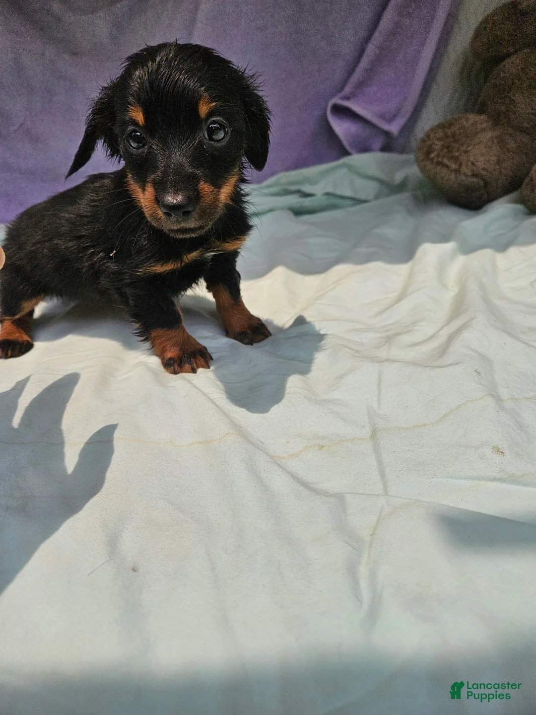 Dachshund dogs for sale: Shayla - Ad 1