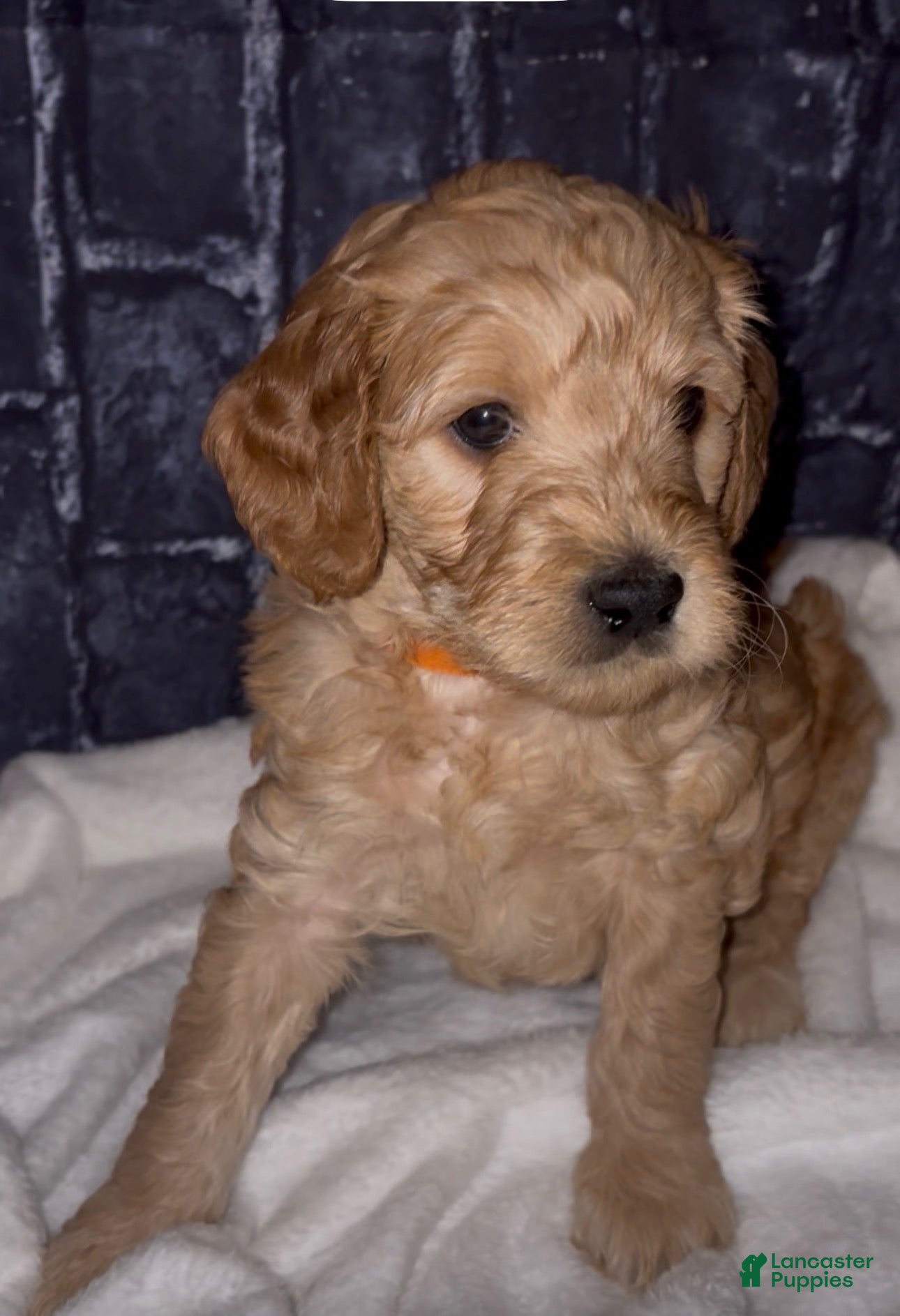 Goldendoodle dogs Junior - Ad 1