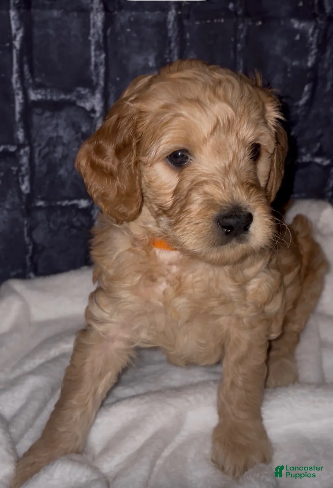 Goldendoodle dogs for sale: Junior - Ad 1