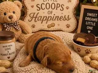 Mini Goldendoodle dogs for sale: Peanut Butter Cup 🥜 - Ad 2