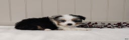 Miniature Australian Shepherd dogs for sale: Miniature Australian Shepherd Puppy 3 - Ad 4