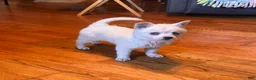 Alaskan Klee Kai dogs for sale: Krissy - Ad 3