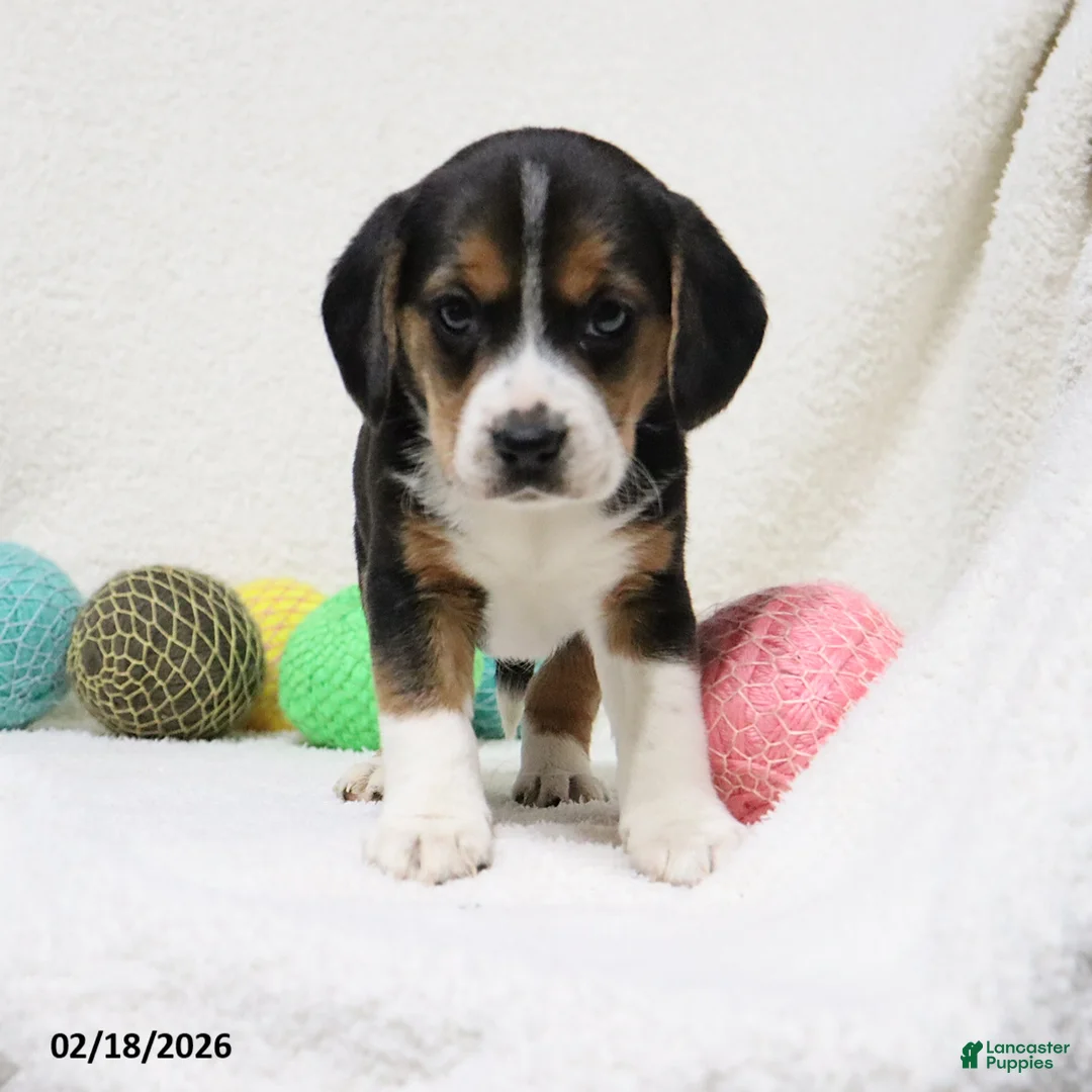 Beagle dogs for sale: Nikki - Ad 11