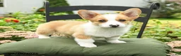 Welsh Corgi Pembroke dogs for sale: Kowen - Ad 3