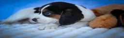 Beagle dogs for sale: Ollie Belle - Ad 12