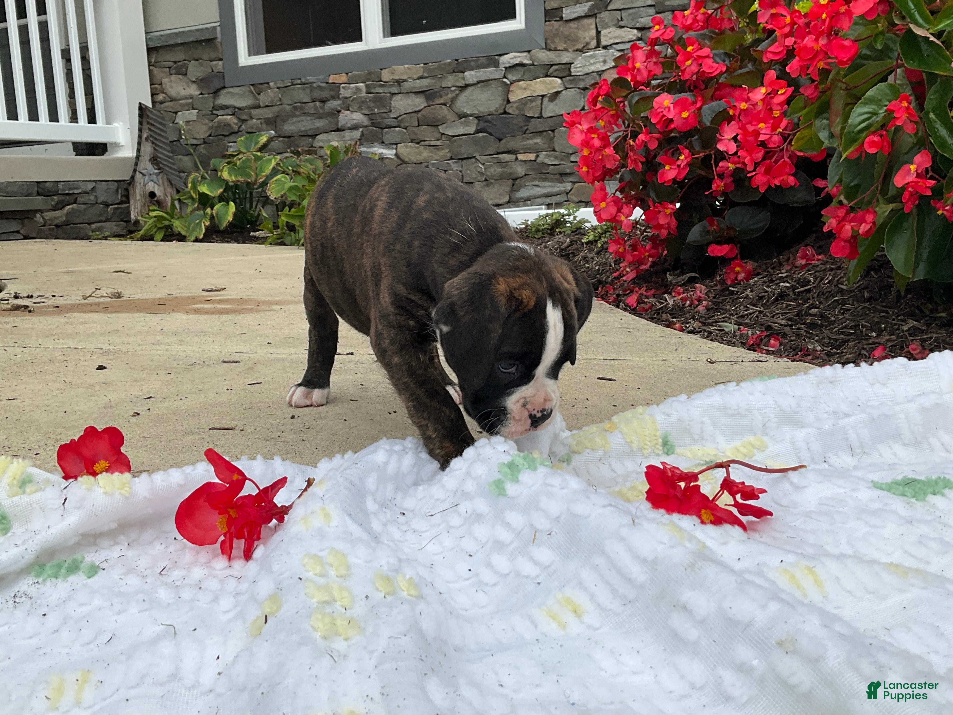 Boxer dogs Reina - Ad 2