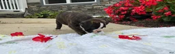 Boxer dogs for sale: Reina - Ad 2