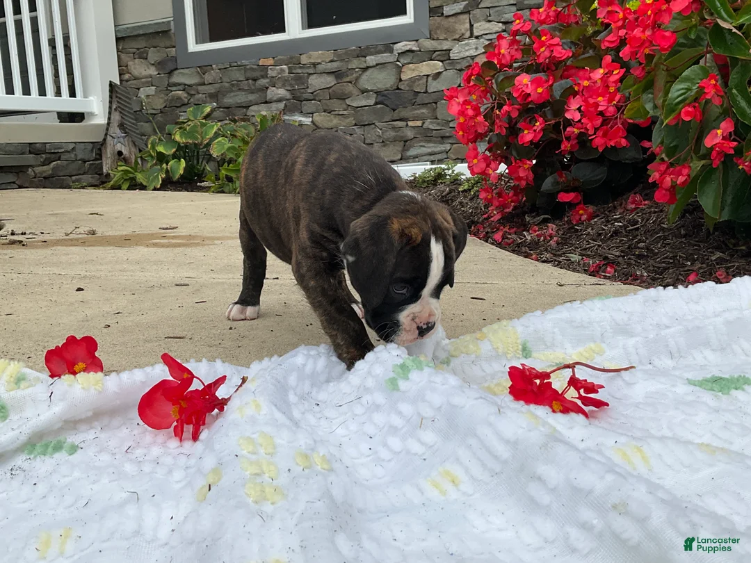 Boxer dogs for sale: Reina - Ad 2