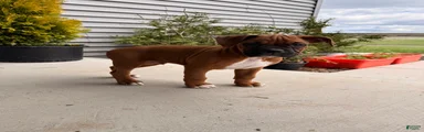 Coco
