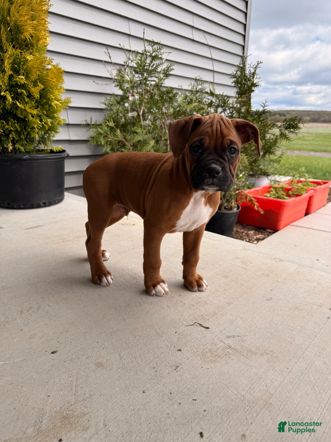 Boxer dogs for sale: Coco - Ad 1