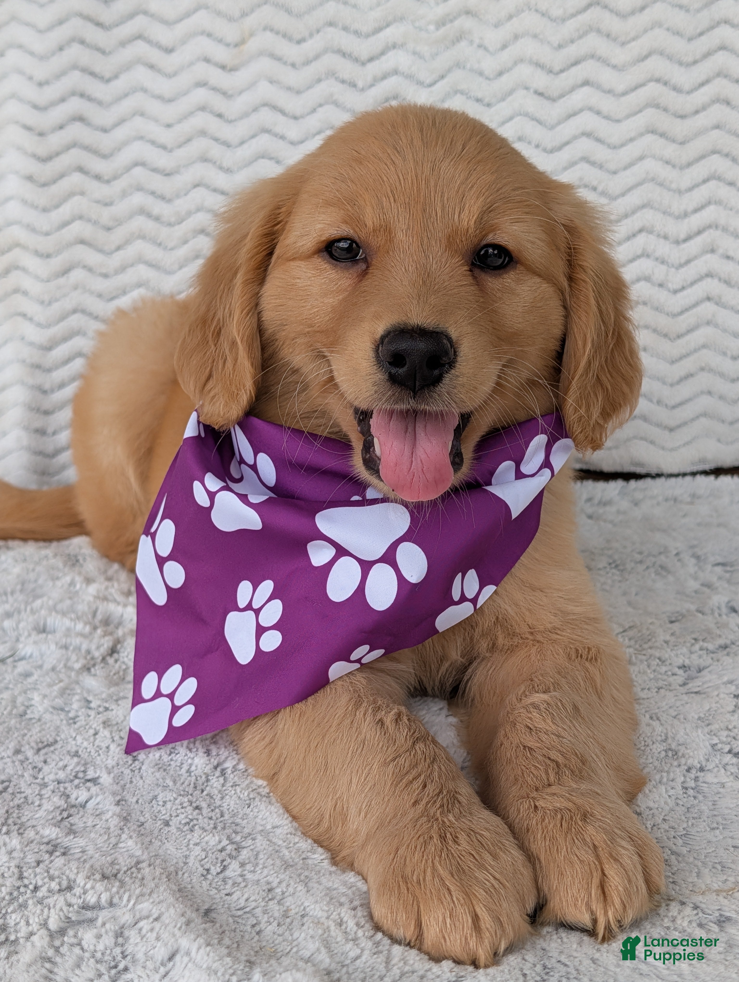 Golden Retriever dogs Miss Stella  - Ad 2