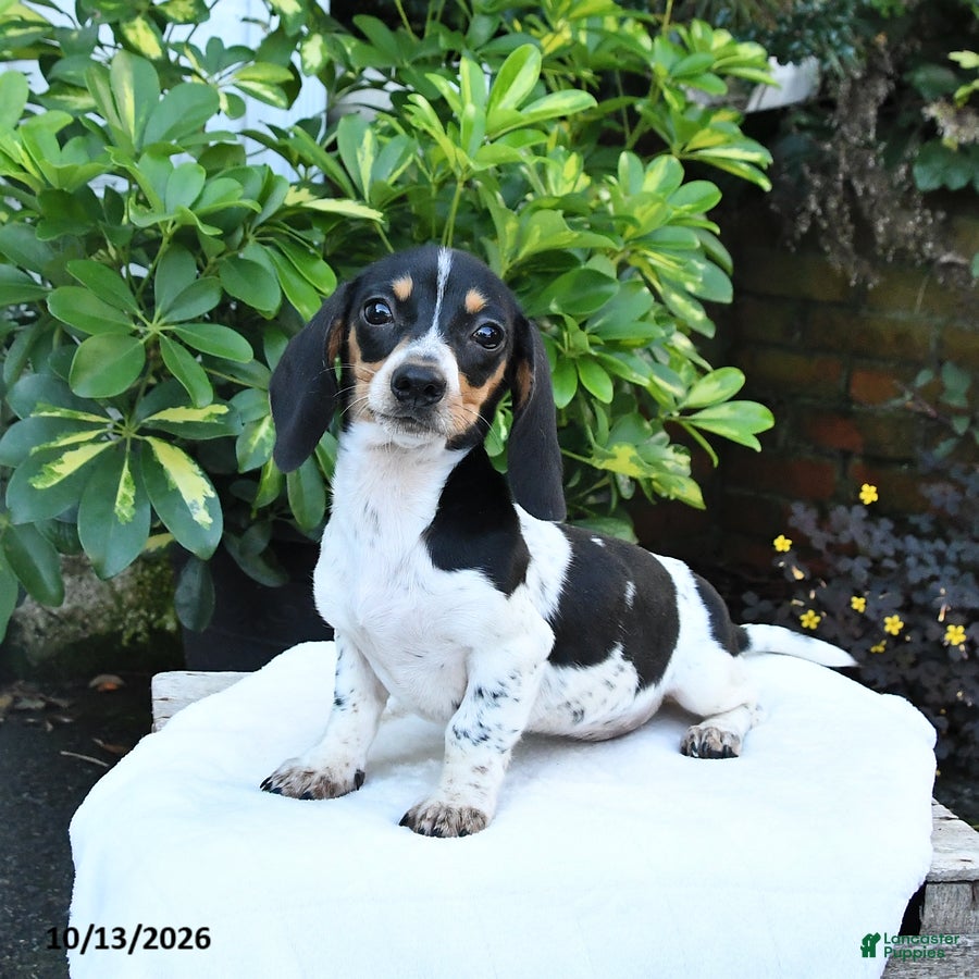 Miniature Dachshund dogs for sale: Bubbles - Ad 1