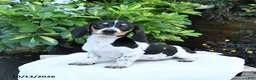 Miniature Dachshund dogs for sale: Bubbles - Ad 1