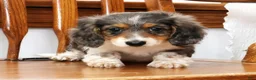 Miniature Dachshund dogs for sale: Victor - Ad 6