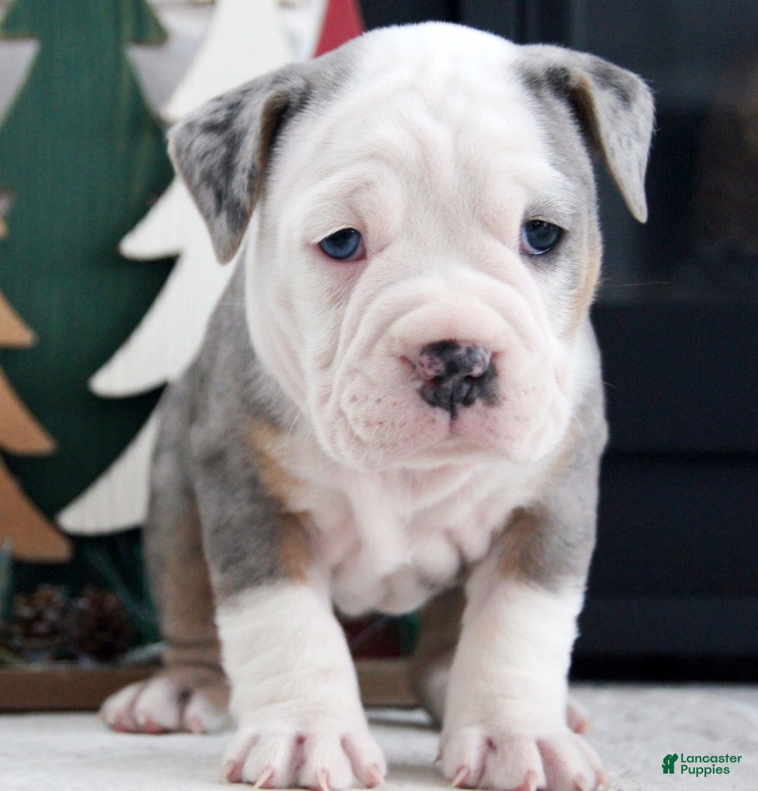 Olde English Bulldogge dogs for sale: Jingle Bells - Ad 3