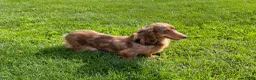Miniature Dachshund dogs for sale: Hunter - Ad 10
