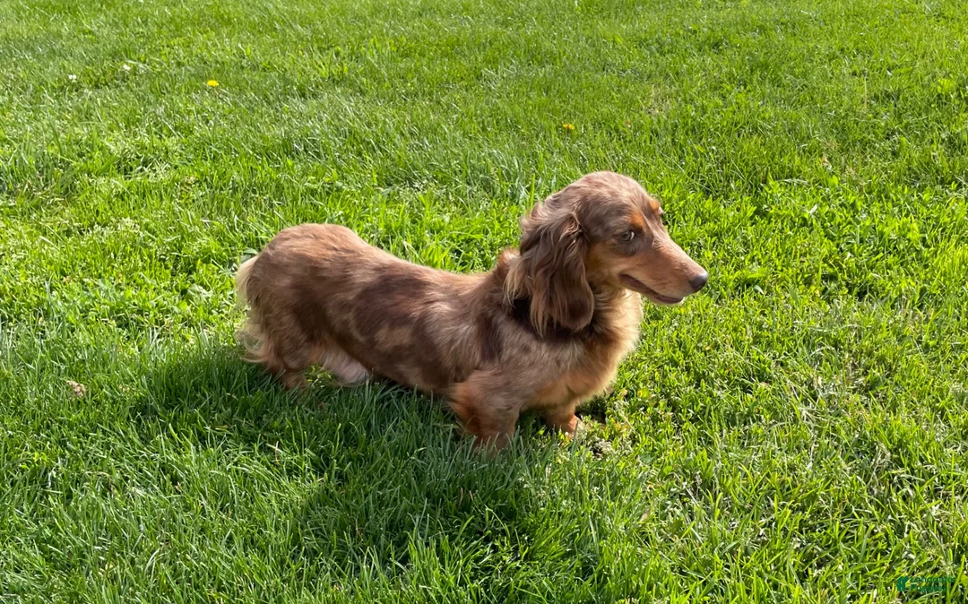 Miniature Dachshund dogs for sale: Hunter - Ad 10