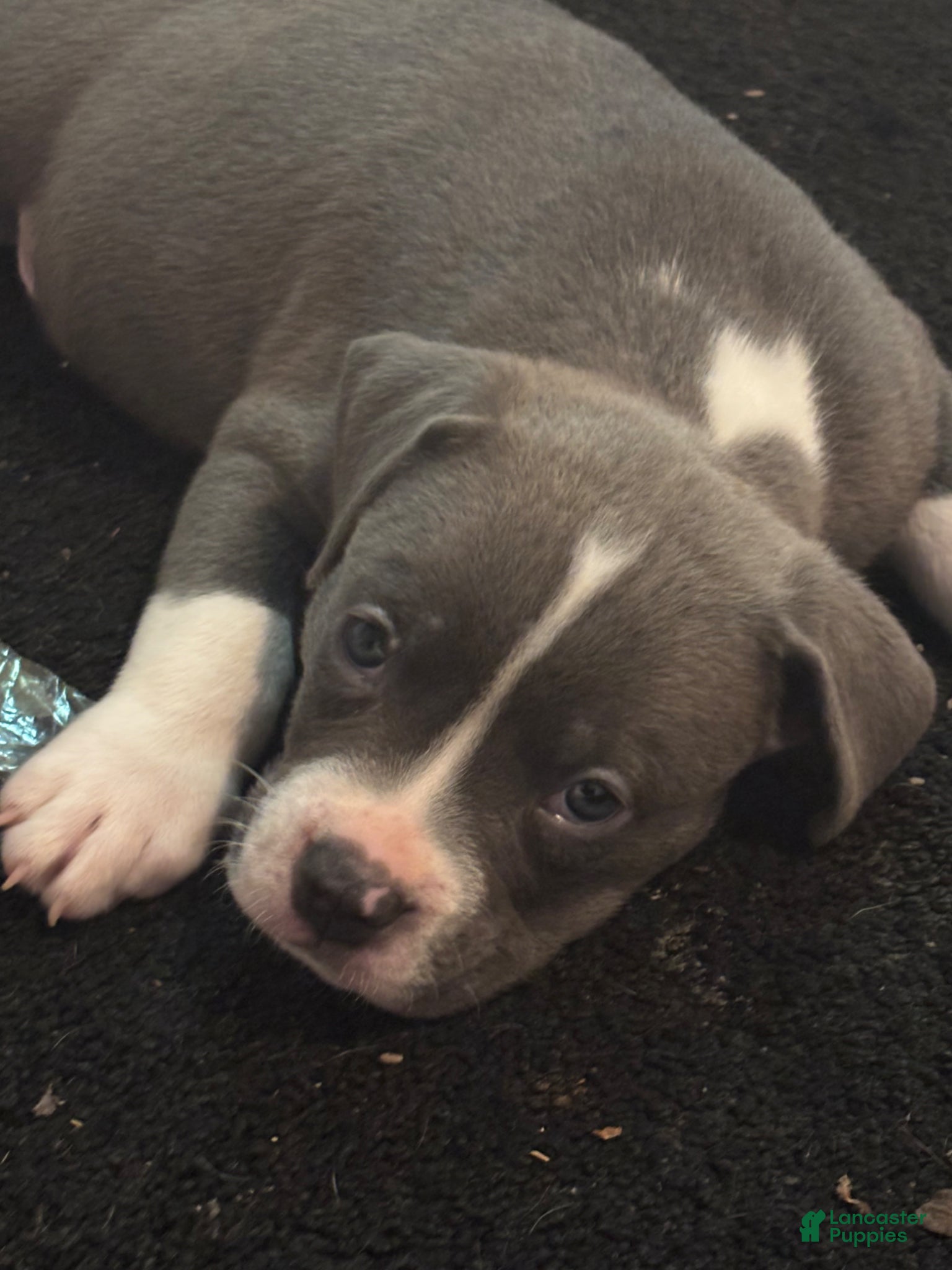 American Pit Bull Terrier dogs American Pit Bull Terrier Puppy 1 - Ad 6